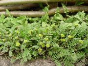 зелен Нови Бутони Зеландия Месингови Растение снимка