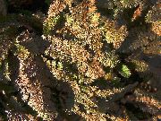 brun Nya Zeeland Mässingsknappar Växt foto