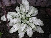 gyllene Lungört, Jerusalem Gullviva, Jerusalem Salvia, Prickig Hund, Soldater Och Sjömän Växt foto