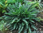 groen Lungwort, Jeruzalem Sleutelbloem, Jeruzalem Salie, Bevlekte Hond, Soldaten En Matrozen Plant foto