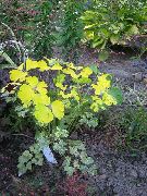 nuotrauka Dvigubas Columbine augalas (lapinės dekoratyviniai augalai)