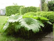 foto Parasollblad, Shieldleaf Fiore Di Roger Impianto (ornamentali a foglia)