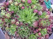 fotografie pestrofarebný Rastlina Jovibarbahouseleek, Sliepky-A-Kurčatá