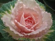 foto flerfarvet Plante Blomstrende Kål, Ornamental Grønkål, Collard Cole
