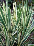 foto L'ago Di Adam, Yucca Spoonleaf, Ago-Palm Impianto (ornamentali a foglia)