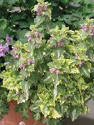 φωτογραφία ποικιλόχρωμος εργοστάσιο Νεκρών Τσουκνίδα, Εντόπισε Νεκρό Ταύρο Από Τα Κέρατα