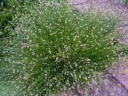 zielony Trawa Włosów (Izolepsis, Trzciny Wiszące) Roślina zdjęcie