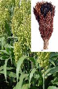  Sorghum