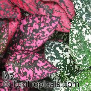 sokszínű Pöttyös Növény, Szeplős Arc  fénykép