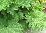 foto Cibo Dinosauro, Parasole Dei Poveri Impianto (ornamentali a foglia)