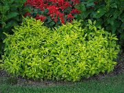világos zöld Alternanthera Növény fénykép