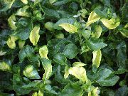 branco Alternanthera Planta foto