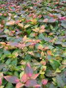 kuva kirjava Kasvi Alternanthera