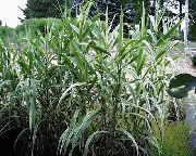 фота Арундо Трысняговы (Трыснёг Гіганцкі) Расліна (трава)