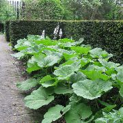 foto Butterbur Impianto (ornamentali a foglia)