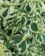 φωτογραφία ποικιλόχρωμος εργοστάσιο Ψευδή Τσουκνίδα, Ιαπωνικά Boehmeria