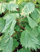 φωτογραφία πράσινος εργοστάσιο Ψευδή Τσουκνίδα, Ιαπωνικά Boehmeria