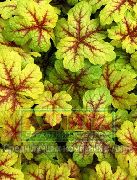 foto Heucherella, Campane Spumeggianti Impianto (ornamentali a foglia)