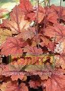 röd Heucherella, Skummande Klockor Växt foto