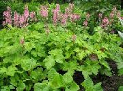groen Heucherella, Schuimende Klokken Plant foto