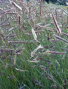 foto grön Växt Blå Grama