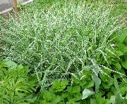 foto Yorkshire Dimma, Krypande Sammet Gräs Växt (säd)