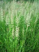 fotografie zelená Rastlina Perie Tŕstia, Pruhované Perie Rákosie