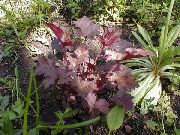 foto tamnocrvena Biljka Heuchera, Koralja Cvijet, Koraljni Zvona, Alumroot