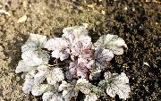 fotografie argintiu Plantă Heuchera, Floare De Coral, Clopote De Corali, Alumroot