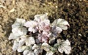gyllene Heuchera, Korall Blomma, Korall Klockor, Alumroot Växt foto