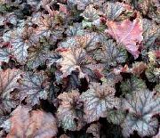 φωτογραφία ποικιλόχρωμος εργοστάσιο Heuchera, Κοραλλιογενείς Λουλούδι, Κουδούνια Κοραλλιών, Alumroot