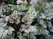 φωτογραφία ποικιλόχρωμος εργοστάσιο Heuchera, Κοραλλιογενείς Λουλούδι, Κουδούνια Κοραλλιών, Alumroot