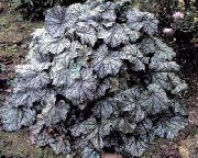 φωτογραφία ποικιλόχρωμος εργοστάσιο Heuchera, Κοραλλιογενείς Λουλούδι, Κουδούνια Κοραλλιών, Alumroot