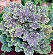 φωτογραφία ποικιλόχρωμος εργοστάσιο Heuchera, Κοραλλιογενείς Λουλούδι, Κουδούνια Κοραλλιών, Alumroot