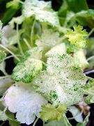 fotografie alb Plantă Heuchera, Floare De Coral, Clopote De Corali, Alumroot