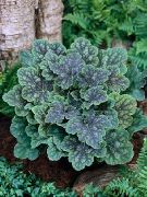 tamno-zelena Heuchera, Koralja Cvijet, Koraljni Zvona, Alumroot Biljka foto