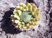 keltainen Puupää Lakit Kasvi kuva