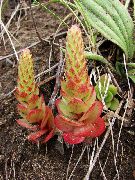 röd Dunce Luvor Växt foto