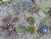 ljusblå Dunce Luvor Växt foto