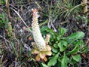 branco Tampas De Burro Planta foto