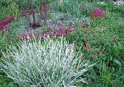 fotoğraf çok renkli Bitki Şerit Çim, Kamış Kanarya Otu, Bahçıvanın Jartiyer