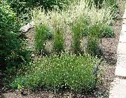       ()  , Koeleria glauca 'Pygmaea'   Koeleria glauca    