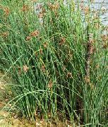 foto grøn Plante Den Sande Dunhammer