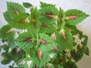 жасыл Coleus Hybrid Өсімдіктер фото