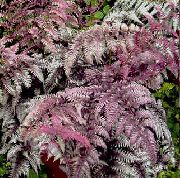 бардовы Кочедыжник Расліна фота