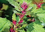 green Red Orach, Mountain Spinach Plant photo