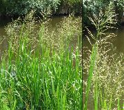 green Striped Manna Grass, Reed Manna Grass Plant photo
