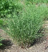 foto verde Planta Eulalia, Hierba Doncella, Cebra Hierba, Silvergrass Chino