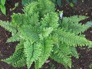 жасыл Mnogoryadnik Өсімдіктер фото