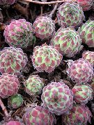 foto veelkleurig Plant Houseleek